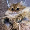 fluffy_mochi_18