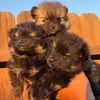 royalpomeranians1
