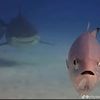 lemon_shark_owo
