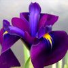 iris4ever