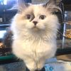 leogoesrawr