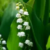 lily_of_the_valley_14