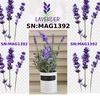 lavender392