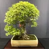 bonsai_poland