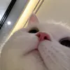 jo_onie