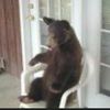 bearinchair