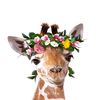 maylun.giraffe