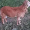qwertyazertymahenty