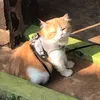 gurame_saospadang