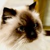 abdullah_albalushi3