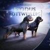 exodus_rottweilers