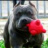 leoamericanbully22