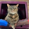 meganthecat