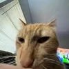 katze51