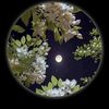 ameerwarraich85