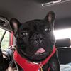bookersbulldogadventures