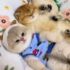 miaaawcat