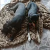 naueosdogs