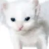 tinimq