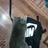 thecat69224
