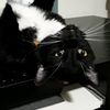 mittens_cardigan_toque