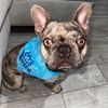 melothefrenchie_