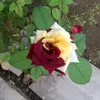 omaralazawy626