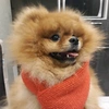 dukee_pomeranian