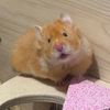 nacho the hammie