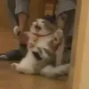 sisi_pisi228_666
