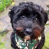 lolathecockapoo2019