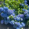 nanda_1224