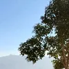 dmhamade7
