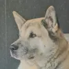 mistythedog