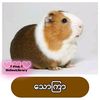 uzaw8484984