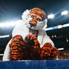 Aubie the Tiger