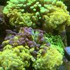reef_ray
