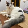 milopus