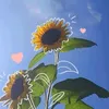 l.cwbao_