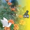 shahwazir92