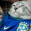 garryogatinho