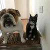 luluandpepi