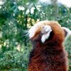 secretredpanda