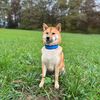 simbatheshibainu_