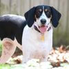 maezythecoonhound