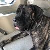 ethel_the_englishmastiff