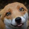 mr_fantastic_fox