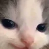 spammmm_is_myreligion