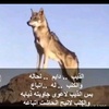 wolf_4tt