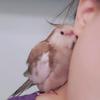 chovexaniandbirbs